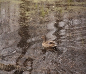 2014 04 27 WestwoodHills 020